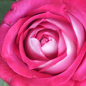 Vrtnica intenzivnega vonja - Roza - Monica Bellucci® - 
